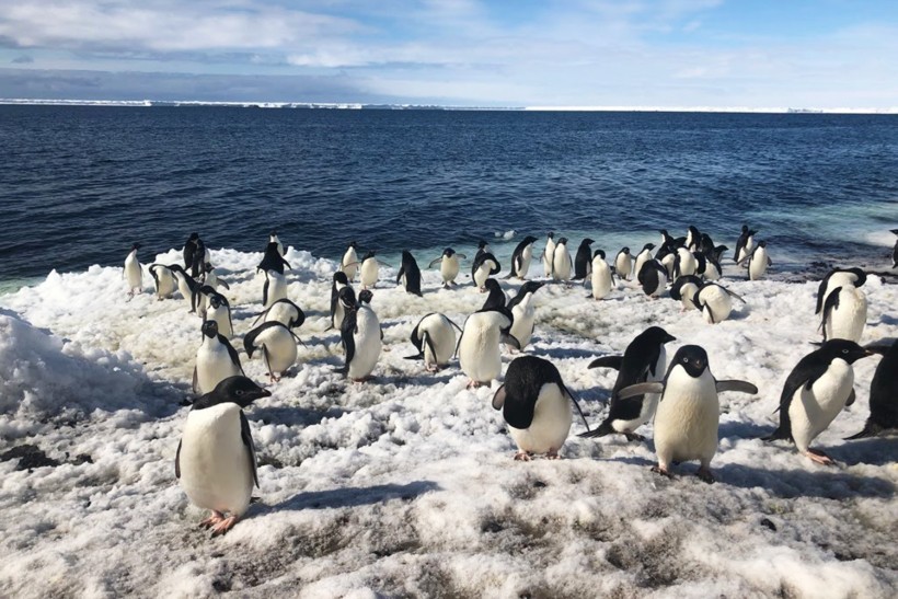 Stanford's Multi-Drone System Used to Survey Penguins in Antarctica
