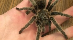 Thousands of Male Tarantuals Will Be Migrating Across Roads to Find Mates