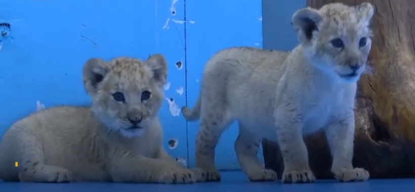 Chinese Zoo Welcomes Extremely Rare Set of Golden Tiger Quadruplets
