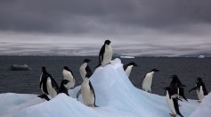 Environmental Organizations Express Concerns Over Lack of Protection In Antarctica