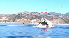 Humpback Whale Tipped Over Two Kayakers Almost Swallowing Them