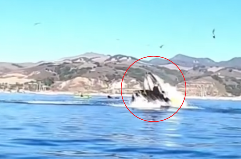 Humpback Whale Tipped Over Two Kayakers Almost Swallowing Them
