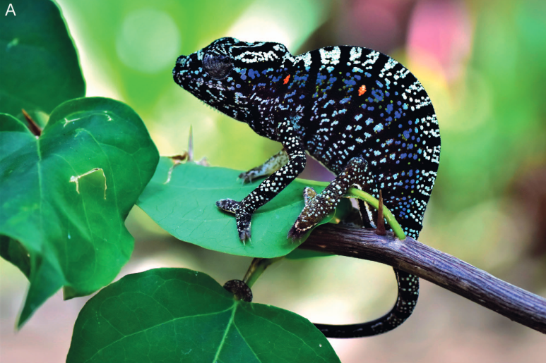 Voeltzkow's Chameleon Reappears After a Century of Being Labeled as