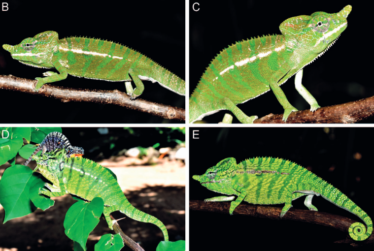 Voeltzkow's Chameleon Reappears After a Century of Being Labeled as Extinct