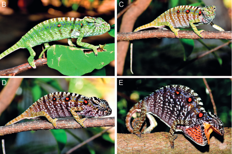 Voeltzkow's Chameleon Reappears After a Century of Being Labeled as Extinct