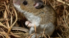 Woman Sick With Covid-like Symptoms Was Diagnosed with Hantavirus