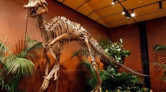 Dinosaur Skeleton To Be Auctioned Off In Las Vegas