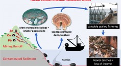 Metal Pollution From Mining Are Weakening Scallops and Damaging Marine Ecosystem
