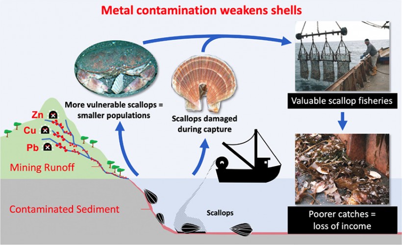 Metal Pollution From Mining Are Weakening Scallops and Damaging Marine Ecosystem
