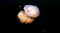 Australian White-Spotted Jellies Spotted Off the Coast of Myrtle Beach, South Carolina