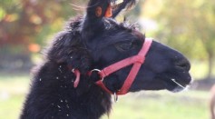 Wally the Llama's Nanobodies May Become Novel Treatment for Coronavirus