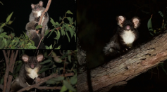Genetic Evidence Confirms Two New Greater Glider Species