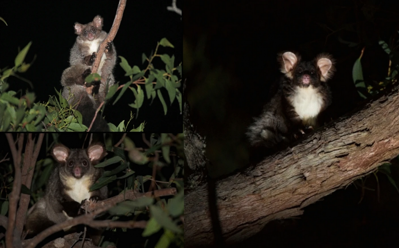 Genetic Evidence Confirms Two New Greater Glider Species