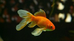 Goldfish Has Unique Genome That Makes It Purely Decorative