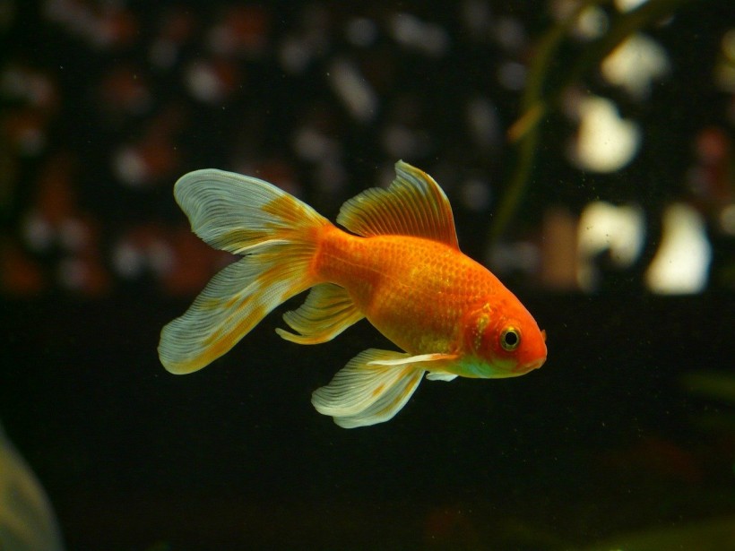 Goldfish Has Unique Genome That Makes It Purely Decorative