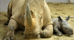 New Baby White Rhino Born at Disney's Animal Kingdom Theme Park