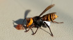 Science Times - Scientists Find Over 500 ‘Murder Hornets’ Including Almost 200 Queens