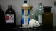 Science Times - Rats And Mice In A Medical School Laboratory