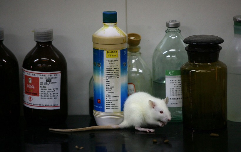 Science Times - Rats And Mice In A Medical School Laboratory