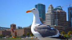 Urban Gulls Learned the Timing of Stealing Snacks and Lunches