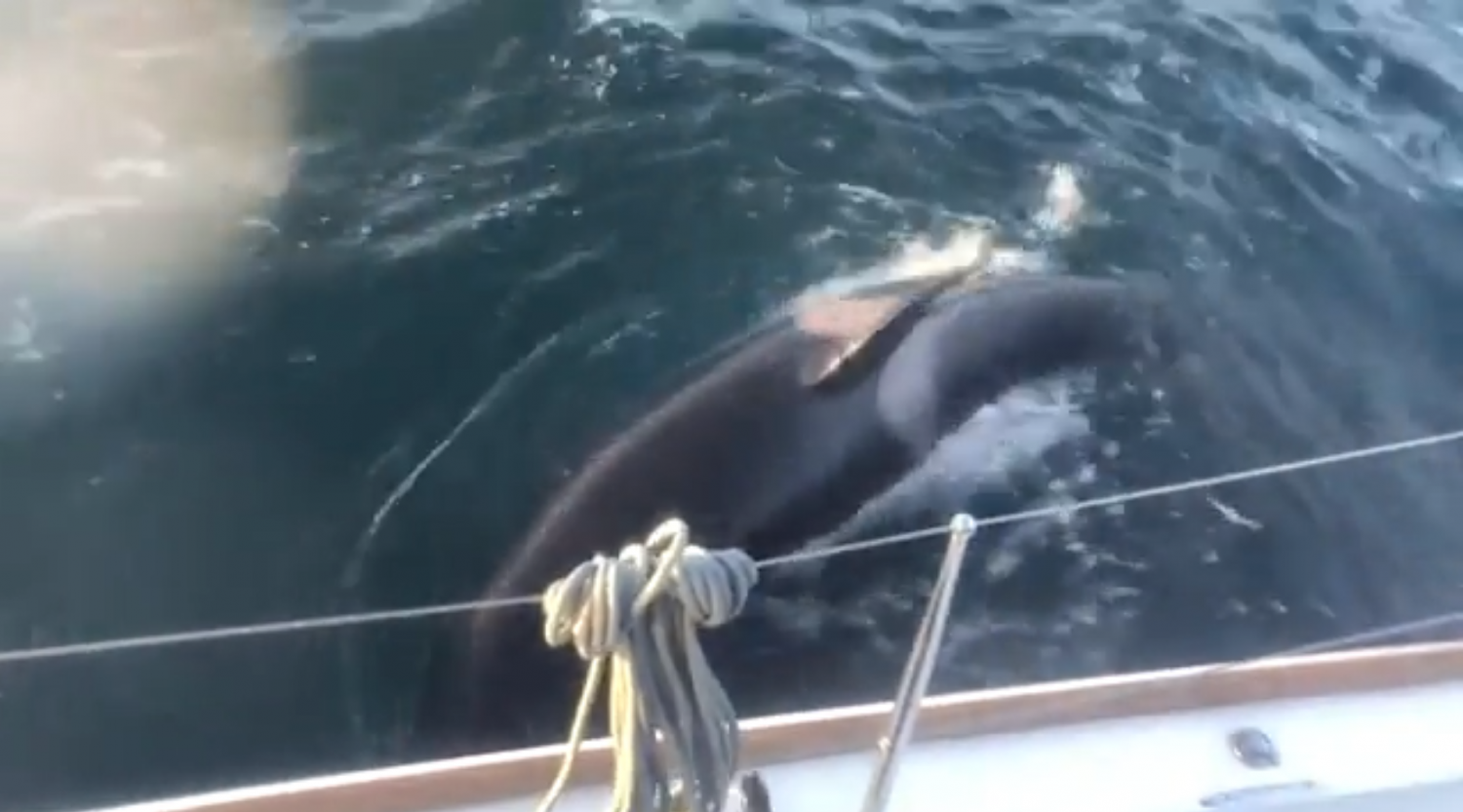 Scientists Claim Killer Whales Attacking Boats Are Just Playing