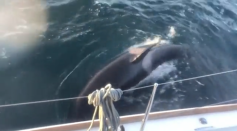 Scientists Claim Killer Whales Attacking Boats Are Just Playing 