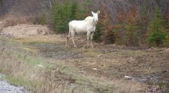 Rare White Moose Found Dead in Canada Outrages Many People
