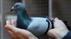 Meet New Kim: The Pigeon Sold At A Whopping $1.9 Million
