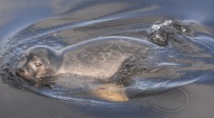 Finland's Endangered Saimaa Ringed Seal Recieves Protection Grant From the EU