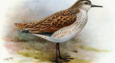 Fossil Evidence Describe a New Species of the Polynesian Sandpiper
