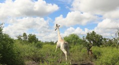 The Ishaqbini Hirola Community Conservancy Successfully Collars the Last Remaining White Giraffe