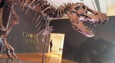 Christie's Puts Tyrannosaurus Rex Skeleton Known As Stan On Display Ahead Of Its Auction