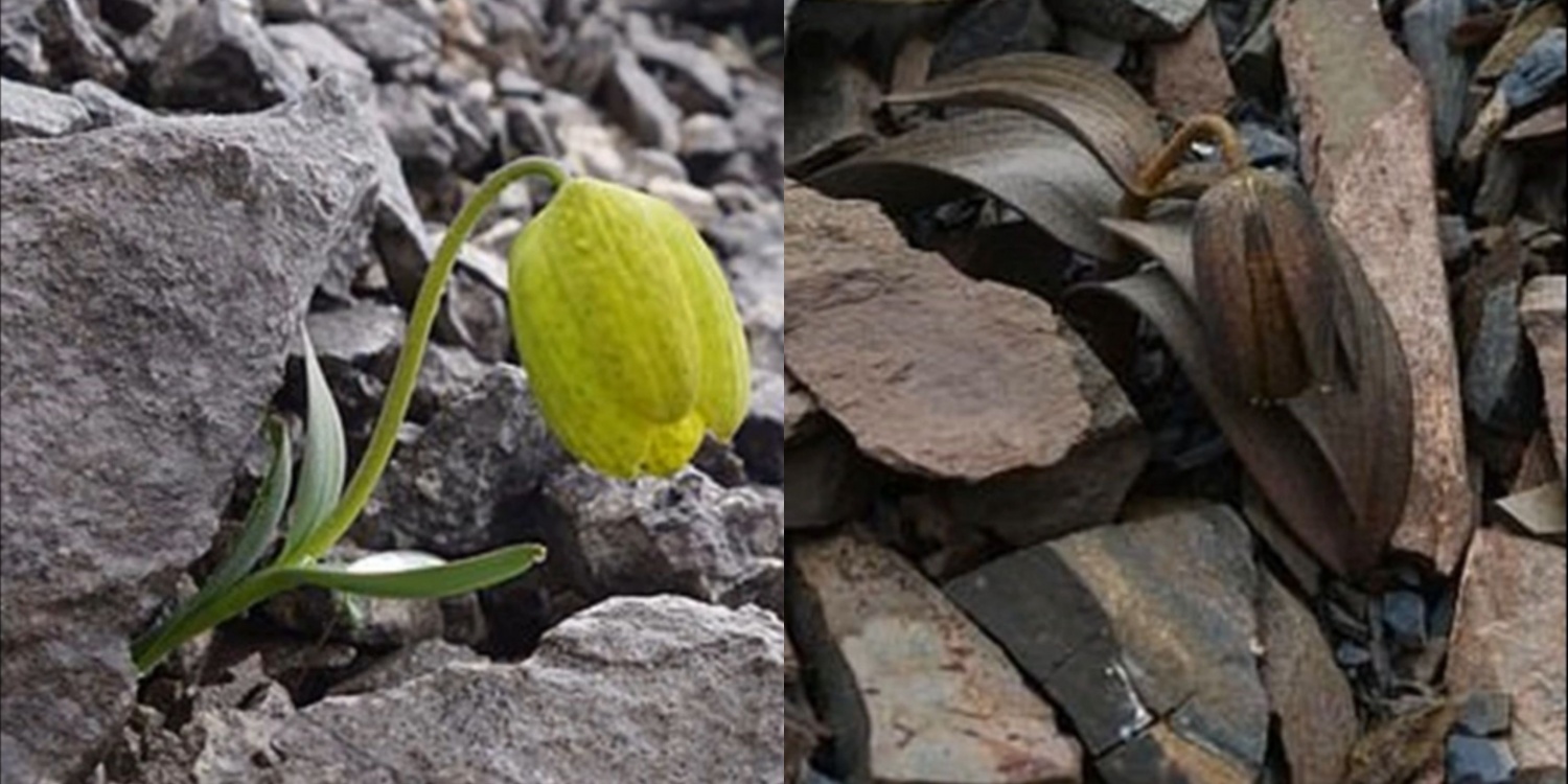 Жизнь похож на цветок. Растения похожие на камни. Fritillaria delavayi маскируются под камень. Подобная цветку подобный осоту.