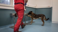 Science Times - COVID-19 Sniffer Dogs Trained At Maison D'Alfort Veterinary School