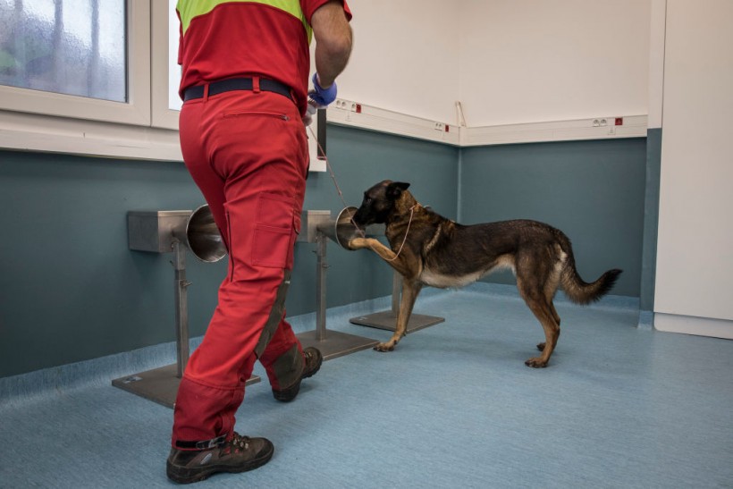 Science Times - COVID-19 Sniffer Dogs Trained At Maison D'Alfort Veterinary School