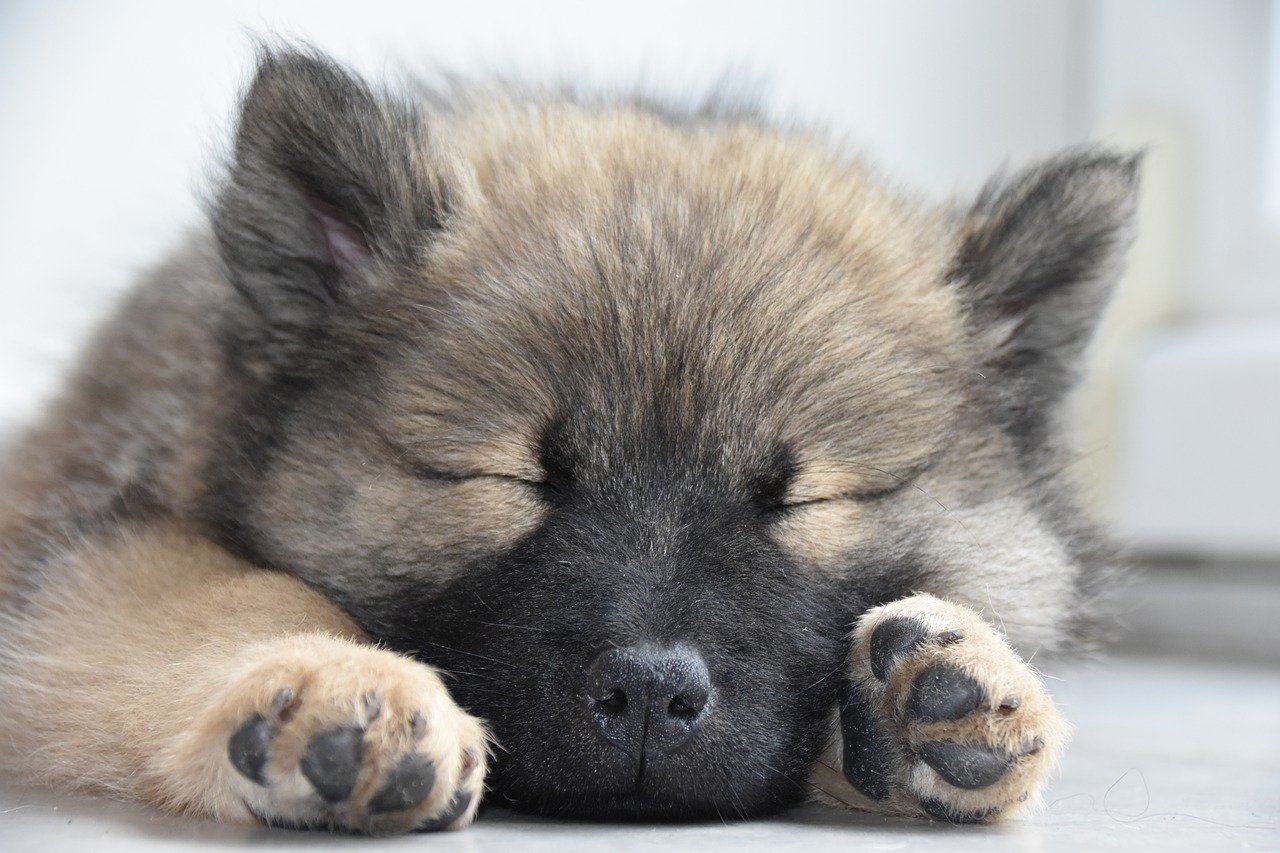 what-do-dogs-dream-about-while-sleeping-science-times