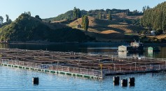 Aquaculture: The Solution In Providing Food For the Growing Population
