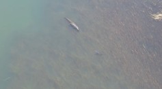 [WATCH]: Face-Off Between A Croc and Bull Shark Caught By A Drone