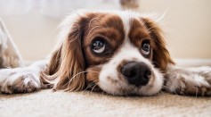 How to Deal with Pain and Inflammation in Your Dog