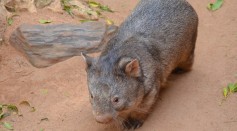  Wombats Too Have Biofluorescent Fur Not Just the Platypus