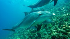 Dolphins Control Their Heart Rates to Avoid Decompression Sickness
