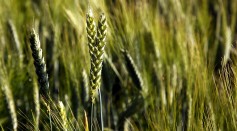 Science Times - New Wheat and Barley Genomes Can Help Feed the World, International Study Reveals