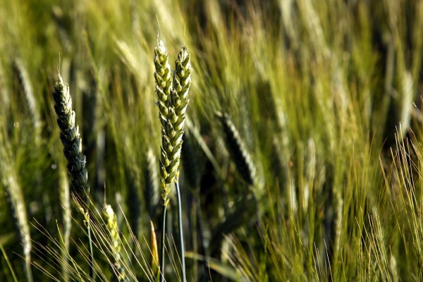 New Wheat and Barley Genomes Can Help Feed the World | Science Times
