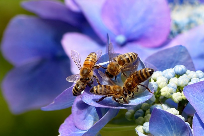 Science Times - Surprising Similarity Between Honey Bee and Human Interaction Unveiled