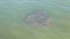 [WATCH]: Shark Chases After A School of Fish Off NY Coast