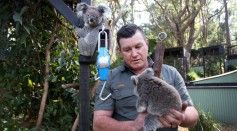 Science Times - NSW Works To Save The Koala As Bushfires, Habitat Loss And Disease Threaten Future Of Australia's Iconic Animal