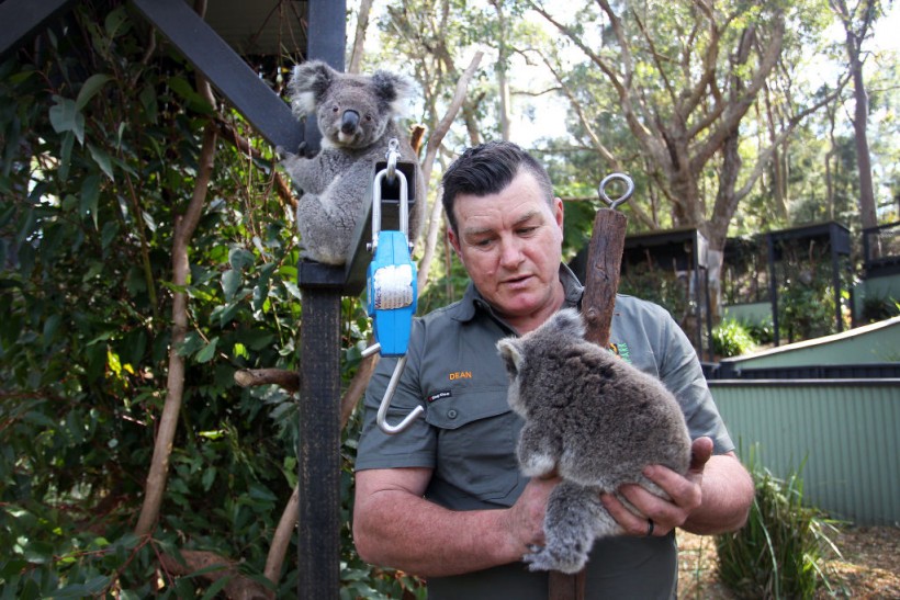 Science Times - NSW Works To Save The Koala As Bushfires, Habitat Loss And Disease Threaten Future Of Australia's Iconic Animal