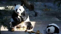Science Times - Scientists Finally Find a Reason Pandas Like Poop Rolling