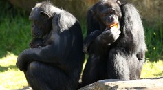 Science Times - Great Apes Are Prone To Getting COVID-19 Infection, Here’s How Researchers Are Protecting Them