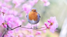 Birds Do Make People Happy, Study Says